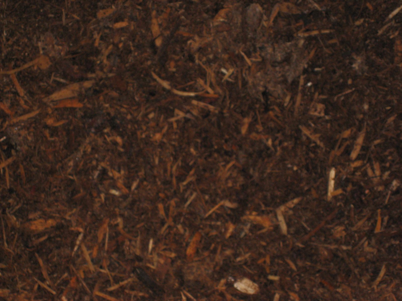 Dark Pine Bark
